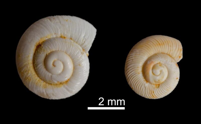Two specimens identified during PAB fieldwork. Retinella (Lyrodiscus) elephantium (left) is characteristic of the Lyrodiscus fauna of Bed 4. Discus ruderatus (right) also has biostratigraphical significance and is associated with Bed 3b.